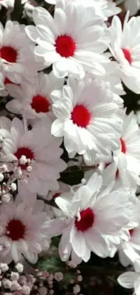 Enjoy the charming sight of white flowers with red centers in this stunning <a href="/">phone live wallpaper</a>