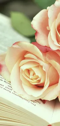 Get mesmerized by this stunning high-resolution live wallpaper for your phone! Featuring three gorgeous peach roses resting on an open book, this close-up image is perfect for adding a touch of elegance and sophistication to your home screen