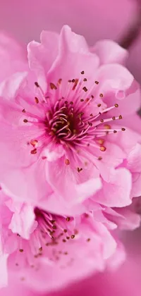 This stunning live wallpaper features a close up of pink sakura flowers in full bloom, captured with incredible depth and detail by Yi Jaegwan
