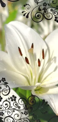 lilly Live Wallpaper