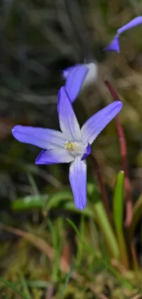 Flower Plant Petal Live Wallpaper