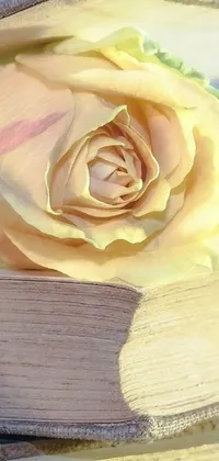 This nature-inspired phone live wallpaper boasts a macro photograph of a stunning rose placed atop an open book, captured in exquisite detail, showcasing its pale golden skin and vibrant yellow hues