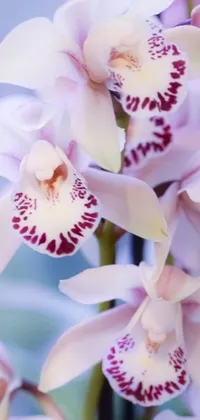 This phone live wallpaper features a close up of a bunch of flowers, specifically an orchid, as the focal point against a soft and dreamy background