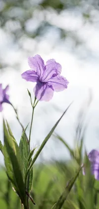 This live wallpaper displays a serene scene of purple flowers positioned on a green field
