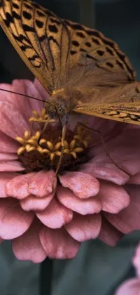 This stunning live phone wallpaper features a close-up shot of a lifelike butterfly perched atop a pink flower