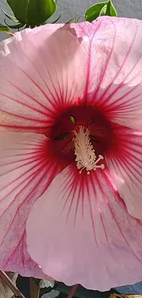 This stunning phone live wallpaper features a close-up view of a hibiscus flower found on a plant, delicately captured in fine line detail