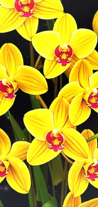 Yellow Orchids  Live Wallpaper
