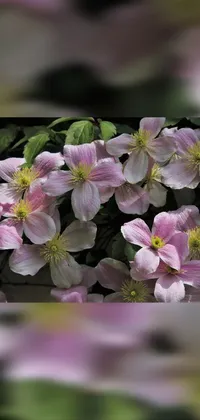 Get lost in the tranquility of this phone live wallpaper featuring a stunning close-up of pastel clematis flowers