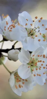 This beautiful live wallpaper showcases a stunning close-up of a flower on a tree branch, complete with intricate details and delicate petals