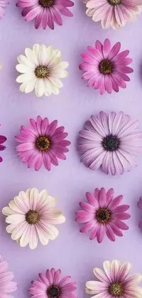 This stunning live wallpaper features a bunch of pink and white flowers resting on a soft purple surface