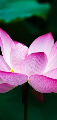 This live wallpaper features a beautiful pink flower on a stem that creates a stunning and natural backdrop for your phone's home screen