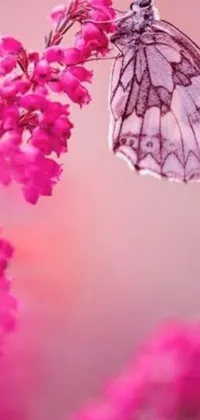 This live wallpaper for your phone showcases a stunning close-up of a butterfly perched on a delicate pink flower