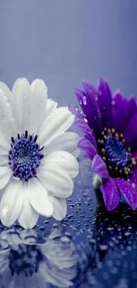 This phone live wallpaper showcases two lovely purple and white flowers sitting next to each other
