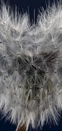 This phone live wallpaper features a stunning close-up of a dandelion, set against an accenting blue sky