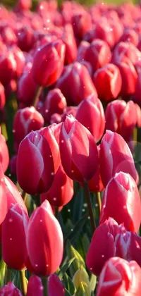 This phone live wallpaper showcases a stunning field of red tulips against a sunny backdrop