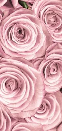 This phone live wallpaper features a stunning close-up of pink roses