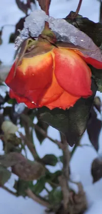 This phone live wallpaper showcases a close up of a red and orange rose amidst the snowy backdrop