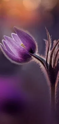 This soothing live wallpaper features a beautiful macro photograph of a vibrant purple flower