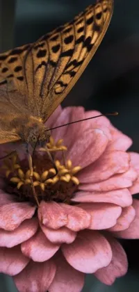 This phone live wallpaper depicts a photorealistic macro photograph of a butterfly resting on a pink flower