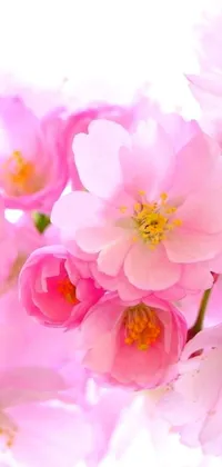 This phone live wallpaper displays a lovely close-up image of pink flowers, providing a romantic and beautiful sakura bloom for your device