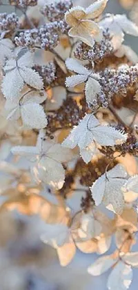 This phone live wallpaper showcases the intricate details of a frost-covered plant in a romantic and warm color palette of beige and gold