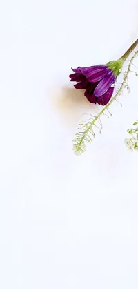 Flower Plant Petal Live Wallpaper