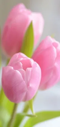 This phone live wallpaper depicts a close-up view of beautiful pink tulips in a vase
