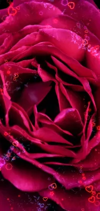 my rose loving photo Live Wallpaper