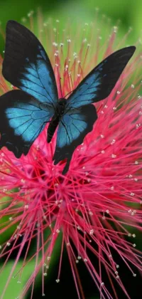 This exquisite live wallpaper for your phone showcases a dazzling blue butterfly perched on a vibrant pink flower