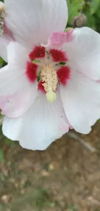 This live wallpaper for your phone features a stunning close-up shot of a white and pink hibiscus flower on a plant