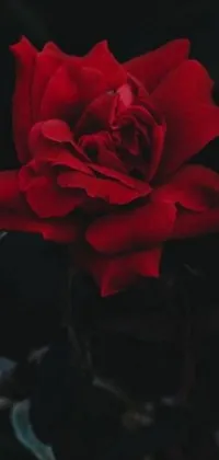 This stunning live wallpaper features a close-up of a vibrant red rose set against a sleek black background