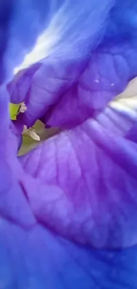 This phone live wallpaper features a mesmerizing purple flower in close up view