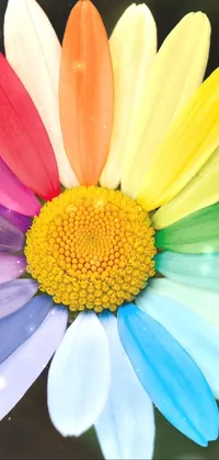 This live phone wallpaper showcases a beautiful and vibrant close-up of a multi-colored daisy flower