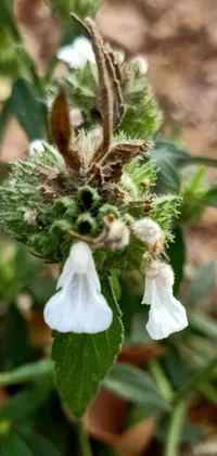 This phone live wallpaper showcases a close-up photograph of a white-flowered plant identified as salvia divinorum