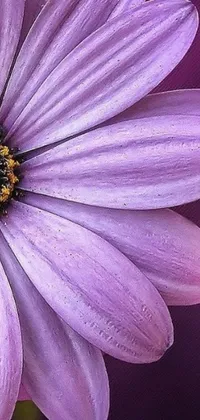 This phone live wallpaper showcases a beautiful close-up of a purple daisy flower with water droplets