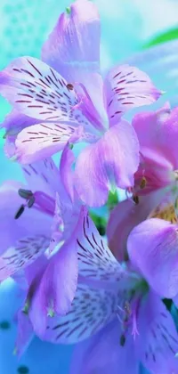This live wallpaper for your phone features a beautiful image of vibrant purple flowers resting on a stunning blue background