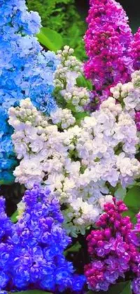This stunning phone live wallpaper captures the natural beauty of purple and blue flowers