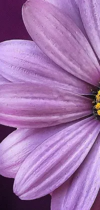 This purple flower live wallpaper features a highly detailed, close-up view of a vibrant yellow and purple flower against a matching purple background