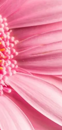This phone live wallpaper features a stunning and detailed close-up of a pink flower on a clean white background