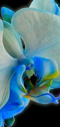 This stunning live wallpaper features a close-up of a vibrant moth orchid in light blue hues against a black background