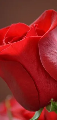 This phone live wallpaper features a red rose up close in a vase in a color scheme of red and brown