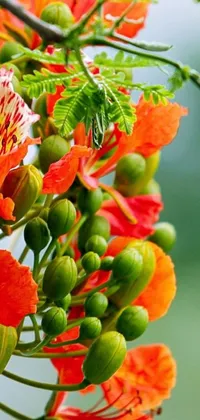 This phone live wallpaper features a stunning, close-up view of a colorful, vibrant bouquet of flowers in red and orange hues