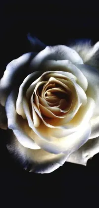 The White Rose Live Wallpaper features a stunning close-up of a pristine white rose on a black background