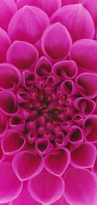 This stunning pink flower live wallpaper features an intricate pink flower with a darker center and a soft gradient