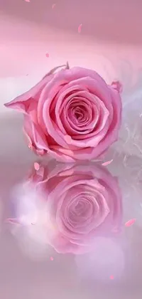 This phone live wallpaper features a pink rose and white feather, creating an enchanting, romantic ambiance