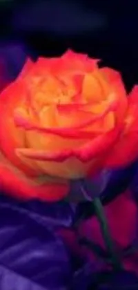 This lively phone live wallpaper features a bright orange rose resting on top of a purple leaf