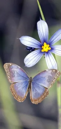 This breathtaking live wallpaper showcases a mesmerizing butterfly settled atop a gorgeous blue flower