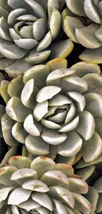 This phone live wallpaper features a stunning close-up of succulents captured in a macro photograph