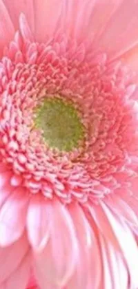 This phone live wallpaper features a stunning close-up view of a pink daisy flower with a yellow center, elegantly placed in a vase on a blurred background