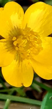 This stunning phone live wallpaper features a close-up view of a beautiful yellow flower in the midst of a grassy field
